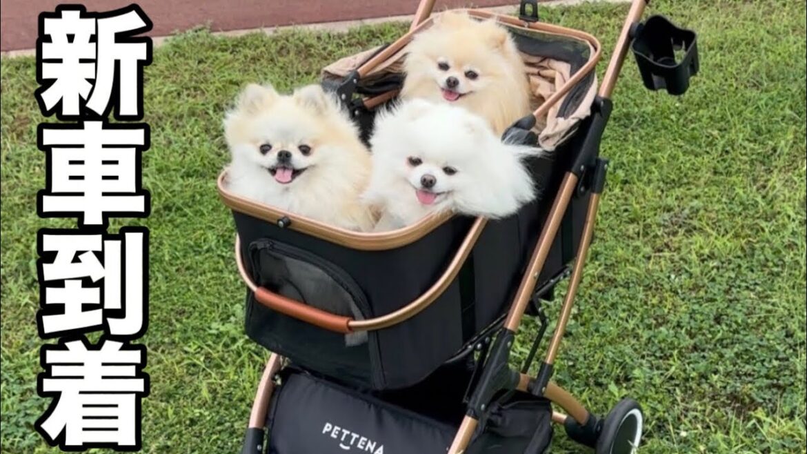 新しいペットカート来たので3姉妹を乗せてみたら反応が可愛すぎた 新しいペットカート来たので3姉妹を乗せてみたら反応が可愛すぎた
