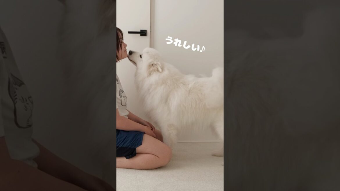 甘えん坊のサモエドの寂しがり方がかわいい  #samoyed　#サモエド