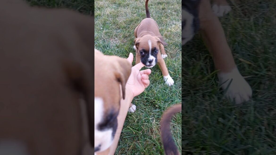 PUIUTI DE BOXER LA VARSTA DE 2️⃣ LUNI | CAINI DE 🇷🇴 ROMANIA PUIUTI DE BOXER LA VARSTA DE 2️⃣ LUNI | CAINI DE 🇷🇴 ROMANIA