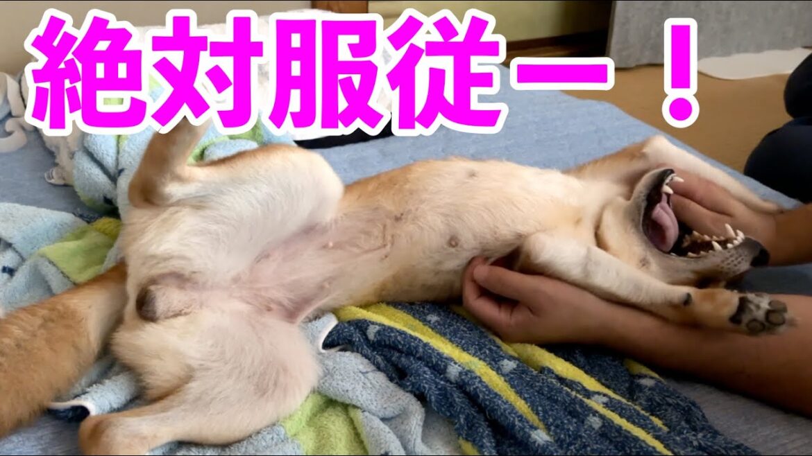 やすやすと絶対服従のポーズを取るんじゃないー！柴犬小夏　舞子公園