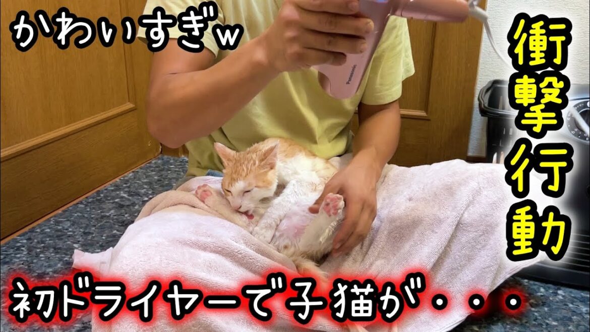 子猫がお風呂後の初ドライヤーで衝撃の行動を連発w【保護猫】
