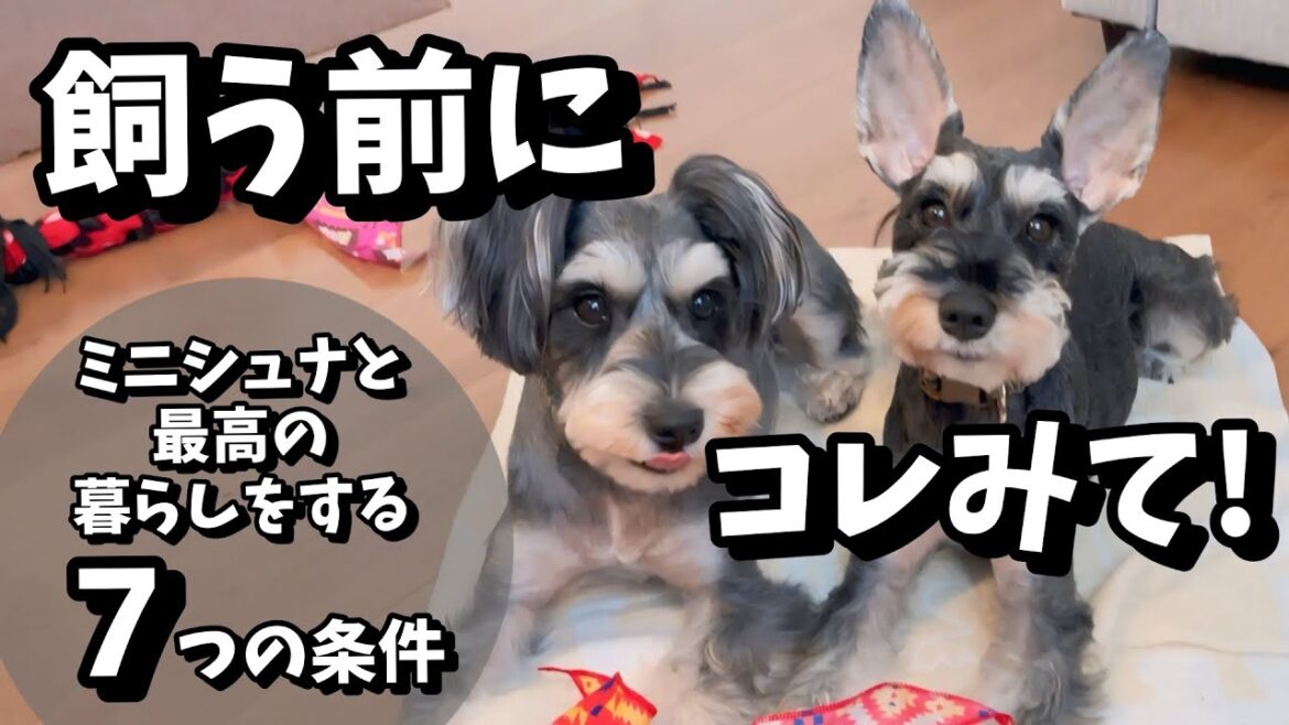 ミニチュアシュナウザーと最高の暮らしを始めるための７つの条件