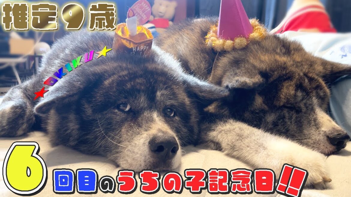 【秋田犬お菊】６回目のうちの子記念日！相方秋馬もしっかり笑わせてくれました！w【大型犬】【akita dog】