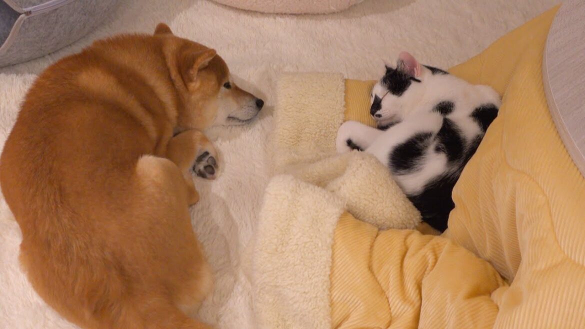 関係性がもう親子‥我が家の猫が柴犬のこと好きすぎてヤバい。