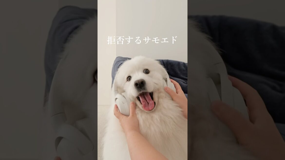 初めてヘッドホンを見たサモエドの反応がかわいい　#samoyed #サモエド