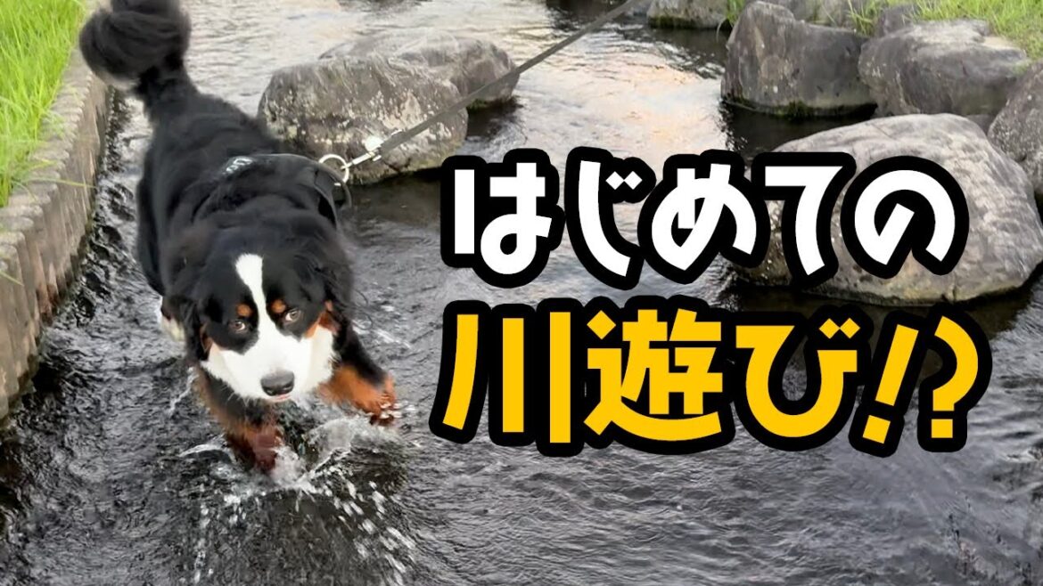 はじめての川遊び！？【1歳2ヶ月バーニーズ】