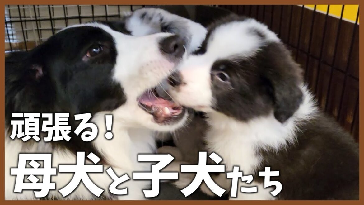 母犬として成長する犬と犬社会を学ぶ子犬たち【ボーダーコリー】 母犬として成長する犬と犬社会を学ぶ子犬たち【ボーダーコリー】