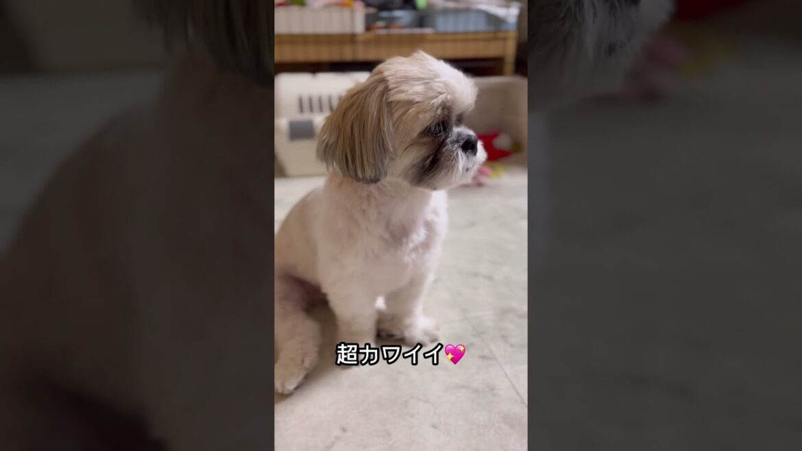 【おすわり】ハナちゃんの赤ちゃん座りが可愛すぎたー😍 #shorts #シーズー #shihtzu #おすわり