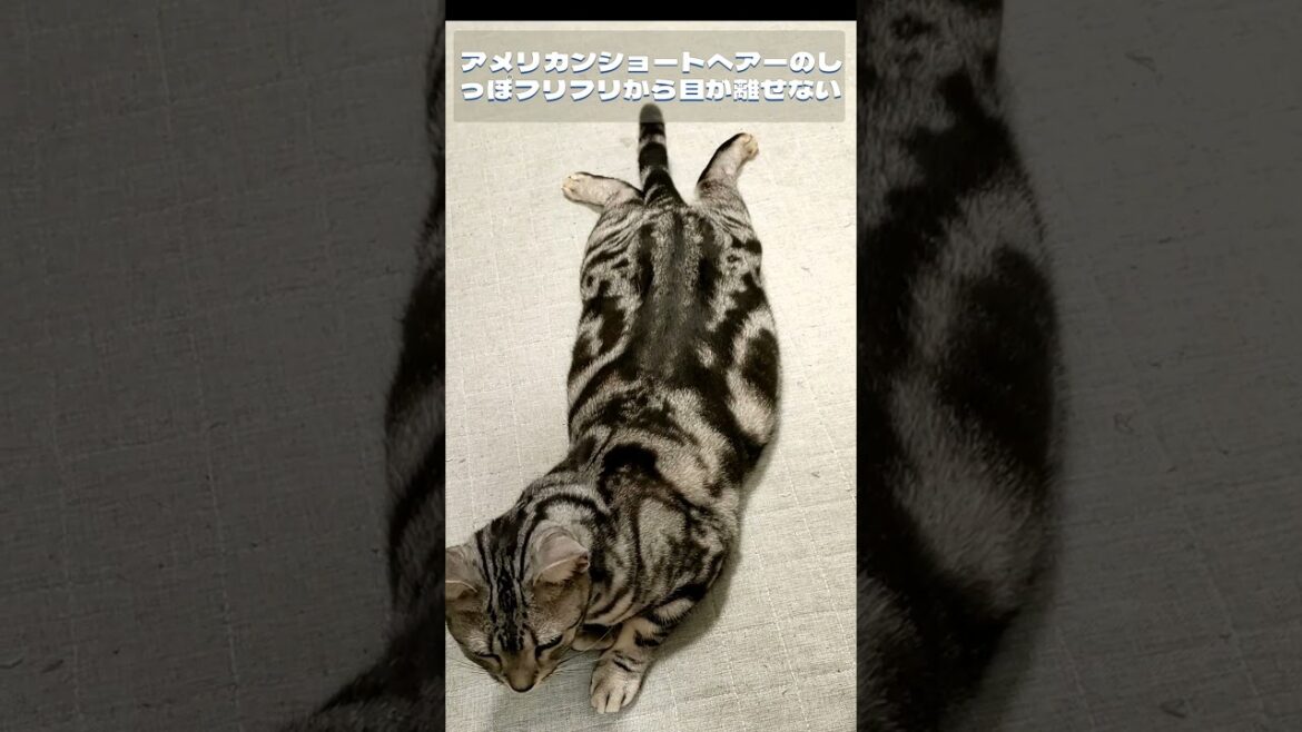 アメリカンショートヘアーのしっぽフリフリから目が離せない #猫 #アメリカンショートヘアー #shorts
