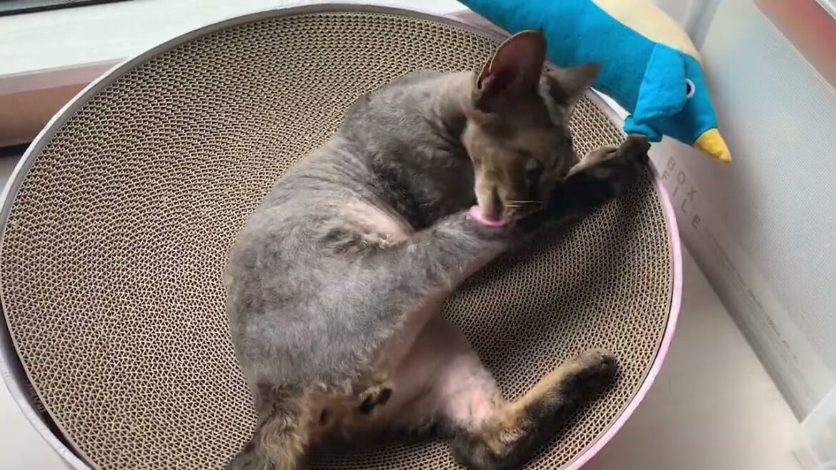 日向ぼっこ中のデボンレックス弟とペンギンさんで遊びました(Playing with Devon Rex cat basking in the sun) 日向ぼっこ中のデボンレックス弟とペンギンさんで遊びました(Playing with Devon Rex cat basking in the sun)