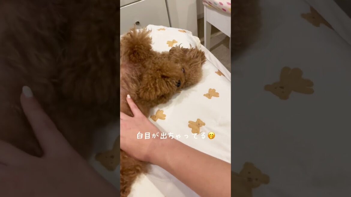 仰向けで寝ることが多い我が家のトイプードル🐶💤 #トイプードル