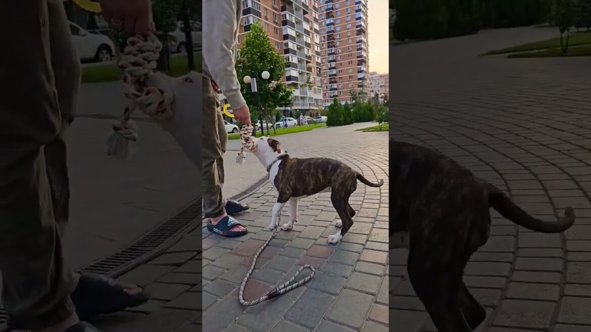 Немного выдержки для щенка  #shorts #амстаффцири #amstaff #pitbull #собака #амстаф #puppy #щенок