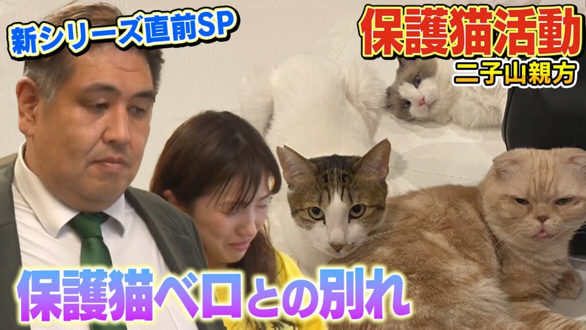 【新シリーズ直前SP】二子山親方と保護猫ベロの預かりボランティア、最終章part01
