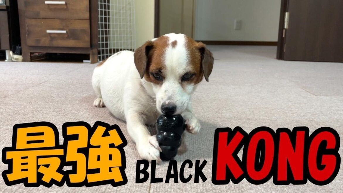赤コング破壊！硬さ最強ブラックコングはいつまで持つのか？