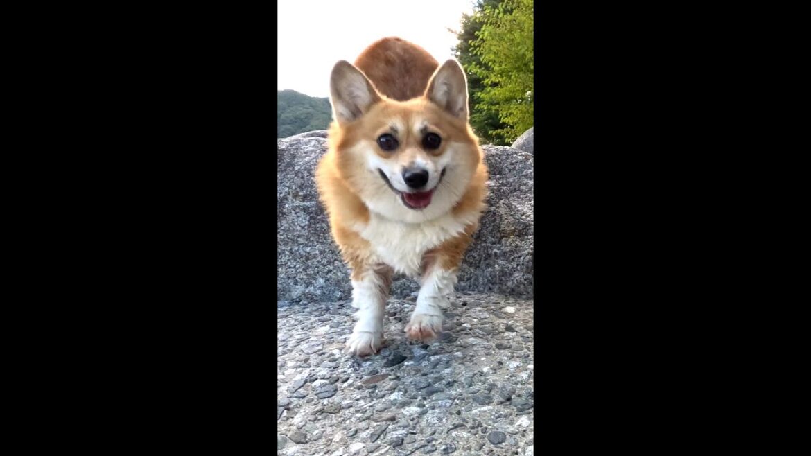 河原を嬉しそうに歩くコーギー / A corgi walking happily along the riverbank #shorts