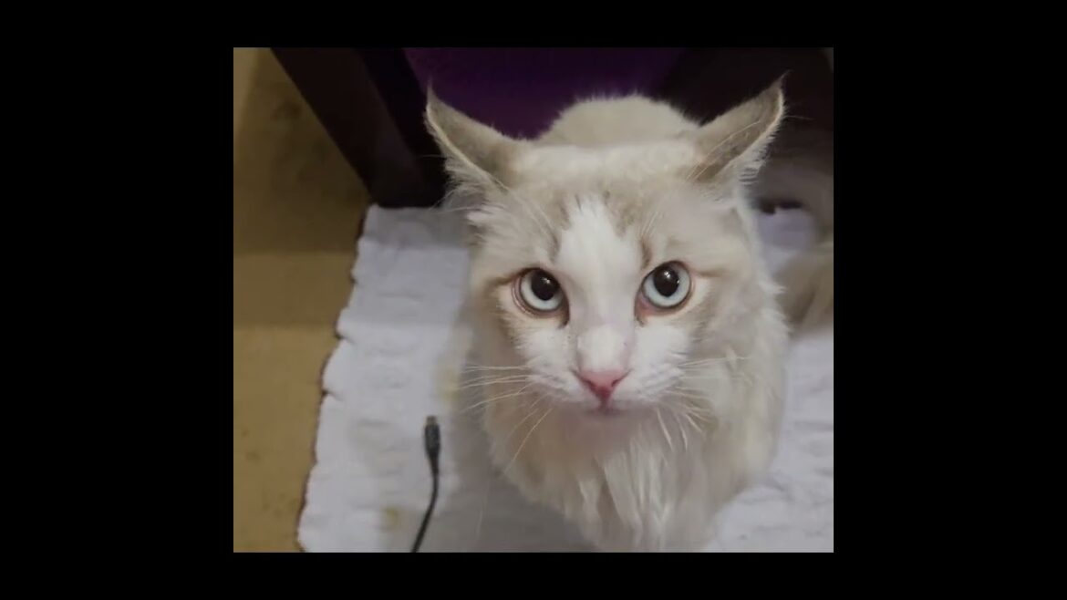 話しかけながら噛み付いてくるタイプのラグドール #ラグドール #cat #アイオス #猫のいる暮らし #vlog