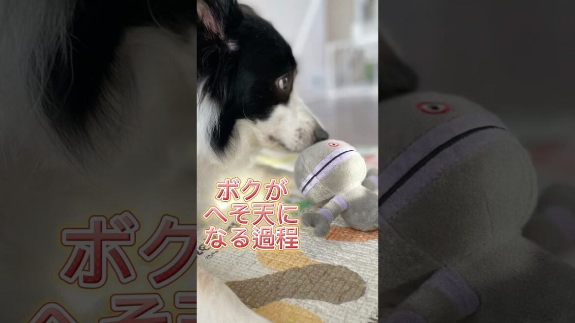 甘えん坊のおもちくんがへそ天になるまでと横取りテトしゃん#bordercollie #shetlandsheepdog #愛犬 #ボーダーコリー #シェルティ#ボーダーコリーのおもち