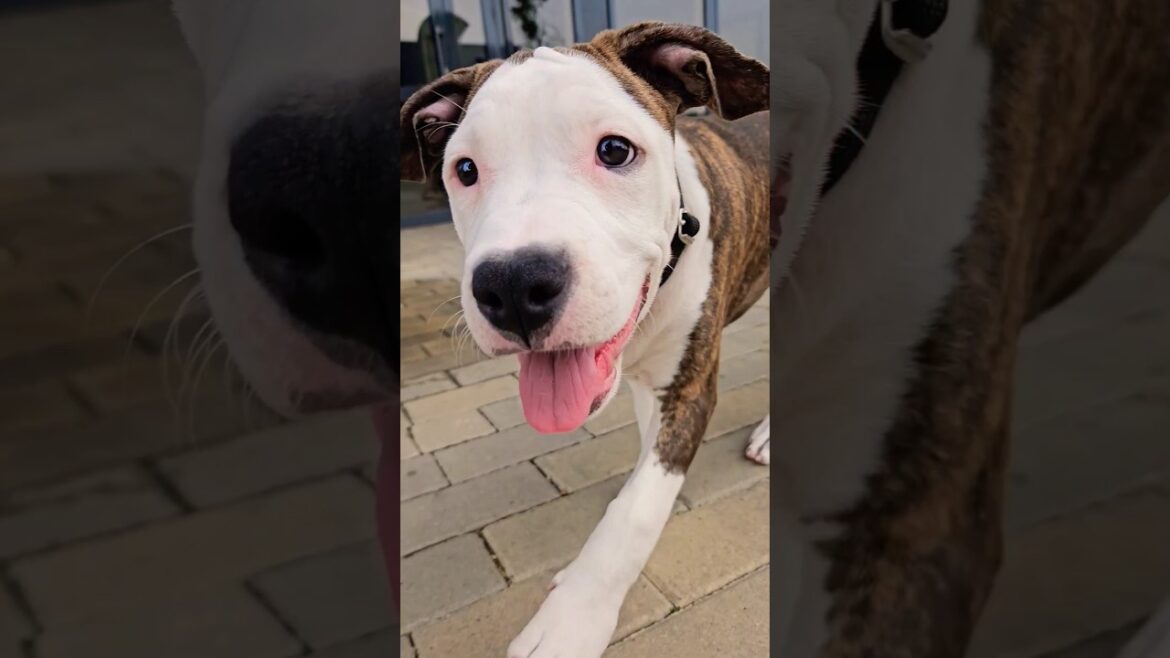 Амстафф Юкяшка #shorts #амстаффцири #amstaff #pitbull #собака #амстаф #puppy #щенок