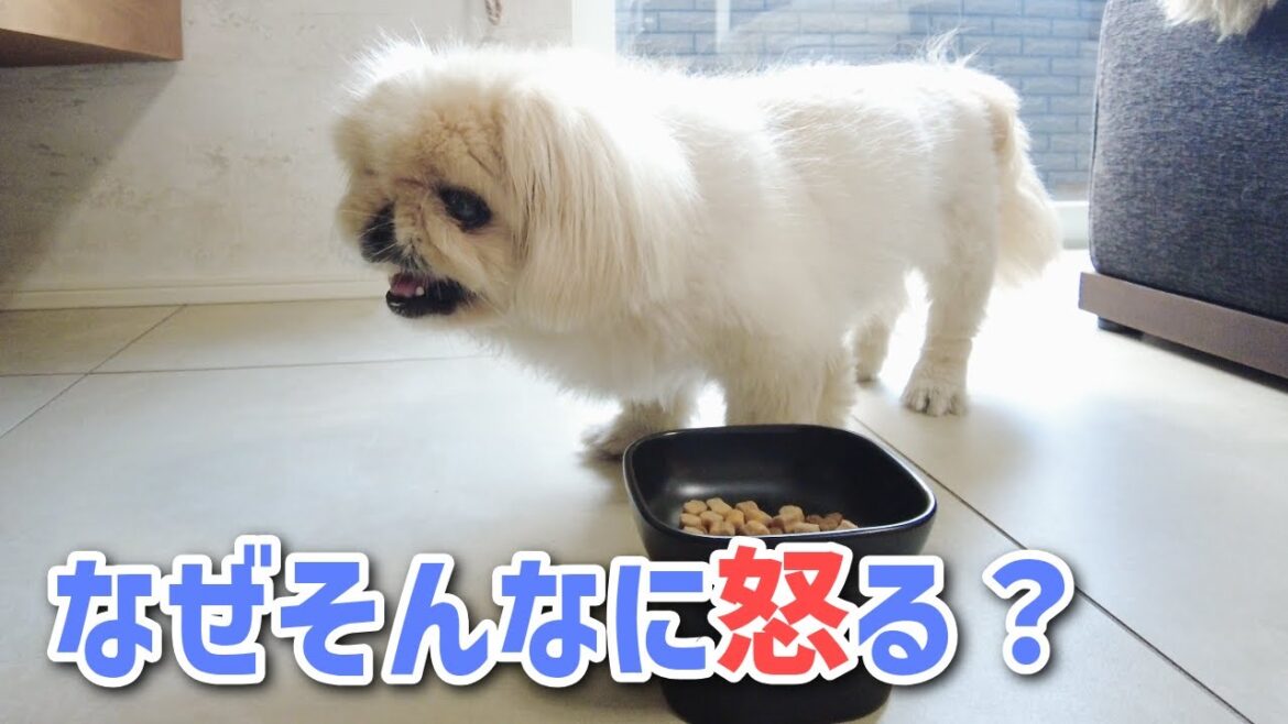 今朝の気分屋ペキニーズがめちゃくちゃ機嫌悪くてご飯も喉を通らない