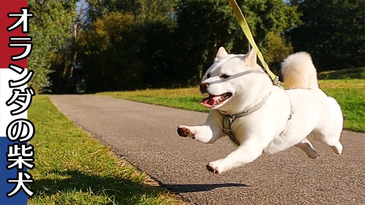 柴犬柿丸 風車のある公園 前編 盛り上がって駆け回る柴犬【オランダ / 環境音 / 4K】Kaki-Maru the Shiba Inu 柴犬柿丸 風車のある公園 前編 盛り上がって駆け回る柴犬【オランダ / 環境音 / 4K】Kaki-Maru the Shiba Inu