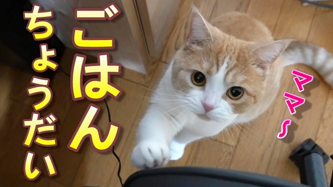 猫の可愛い催促に負けてしまう日々【スコティッシュフォールド】【アビシニアン】