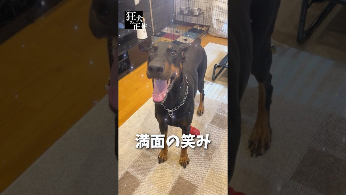 この後、ある一言で不貞腐れるドーベルマン