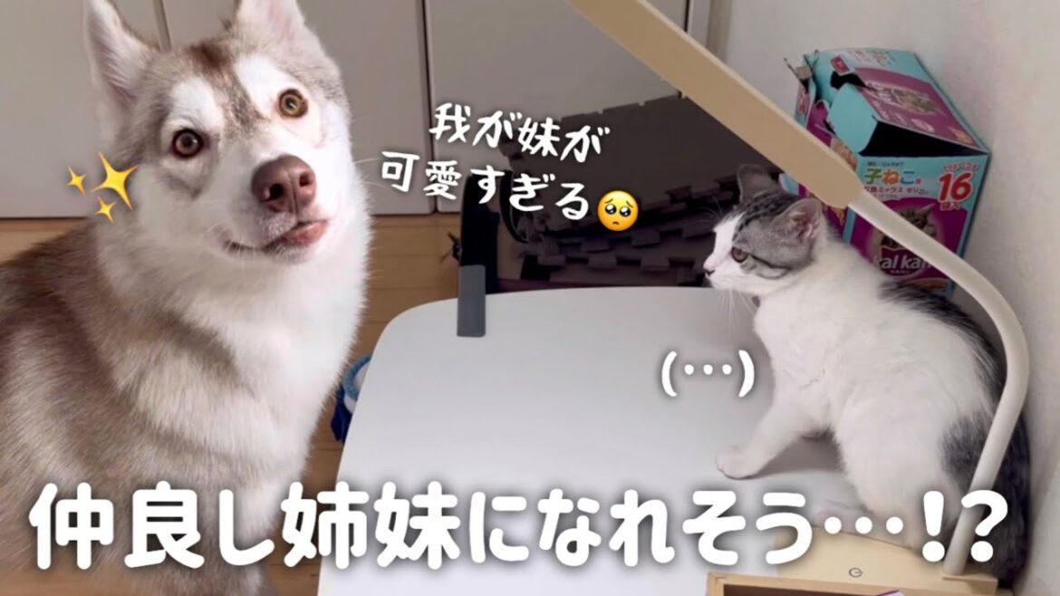 仲良し姉妹になれそうな子猫とハスキー【シベリアンハスキー】【保護猫/捨て猫】
