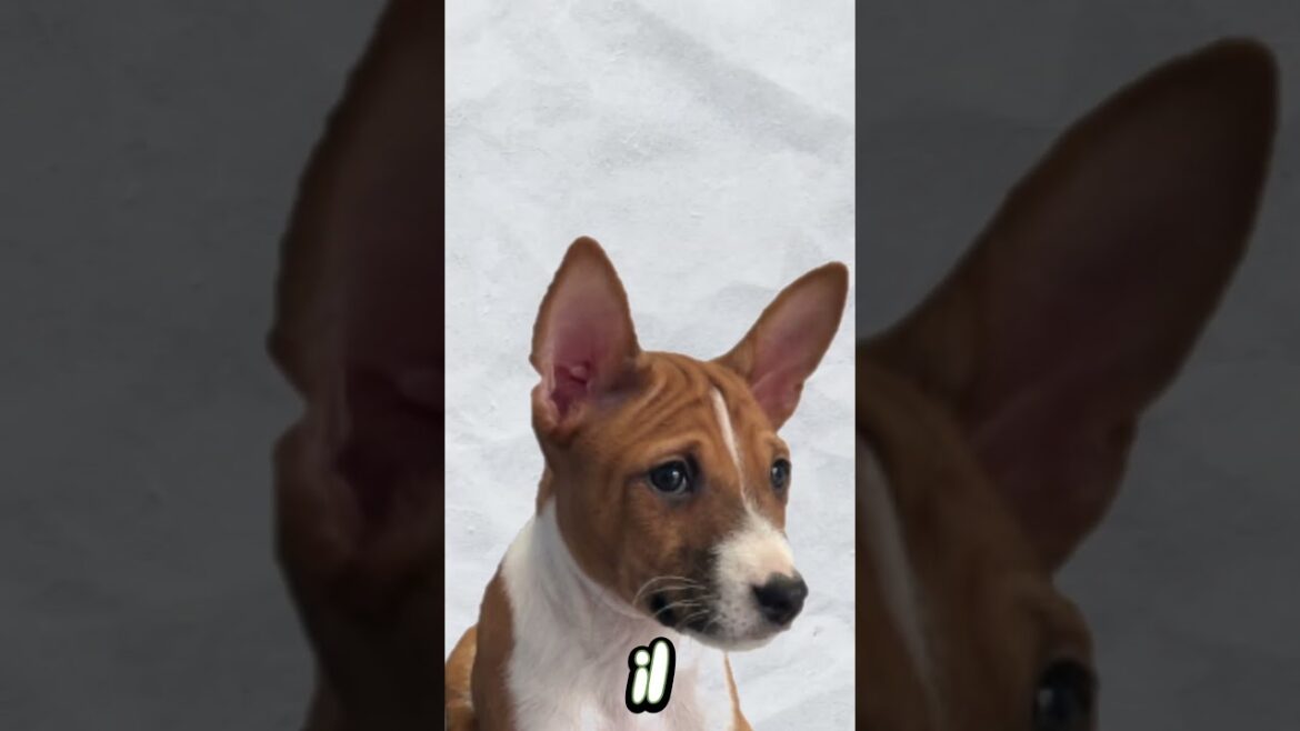 ADOTTO UN CUCCIOLO! #cane #dog #cutedog #basenji #adottauncane #adozione #carino