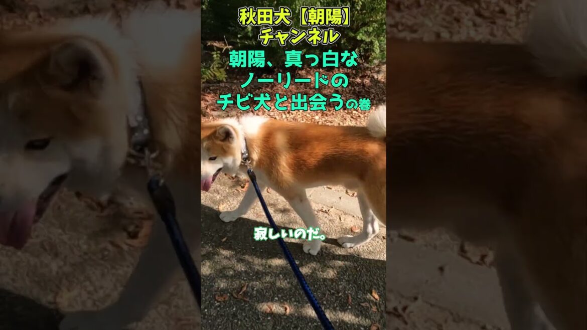 秋田犬【朝陽】チャンネル 朝陽、真っ白なノーリードのチビ犬と出会うの巻 #秋田犬 #japaneseakita #shots
