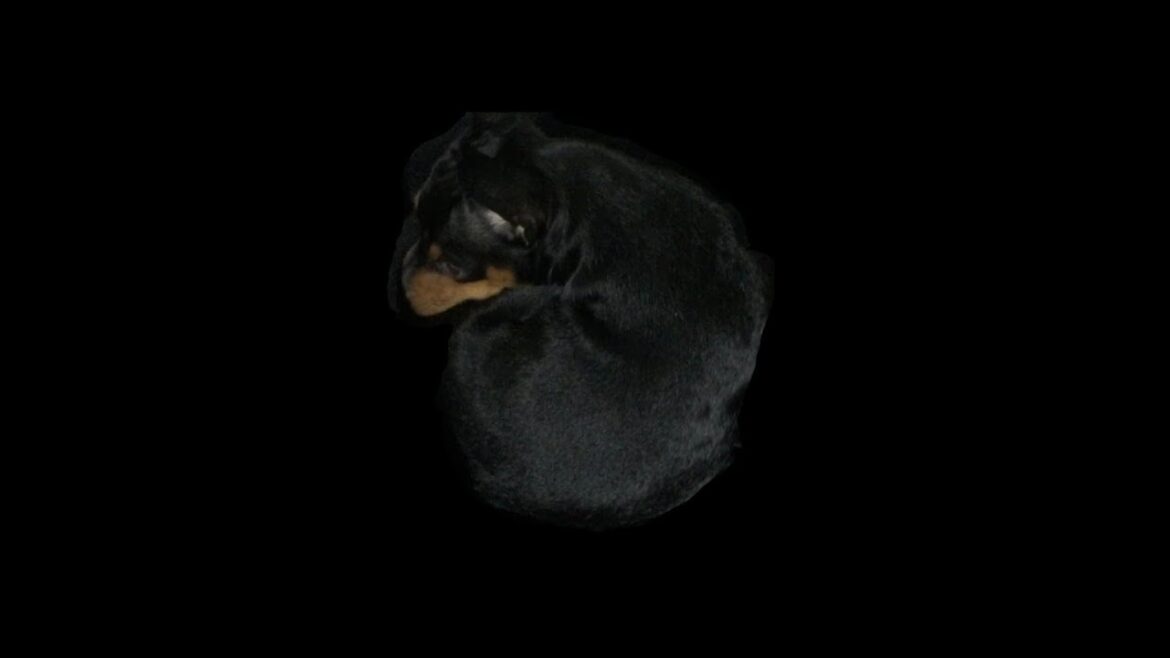 ミニチュアピンシャー ブラックタン【ミニピン】【癒し】【miniature pinscher】 ミニチュアピンシャー ブラックタン【ミニピン】【癒し】【miniature pinscher】