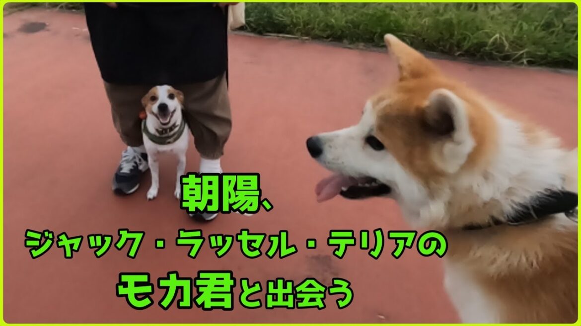 秋田犬【朝陽】チャンネルジャック・ラッセル・テリアのモカ君と出会う。