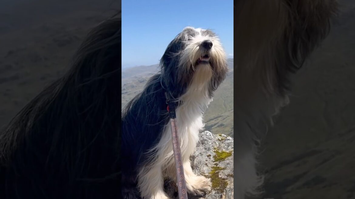 ⛰️Views up a Scottish mountain with our dog! #hikingwithdogs #mountainviews #shorts #dogshorts