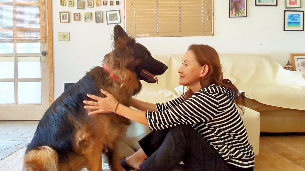 【ジャーマンシェパード】日々の犬との会話、うちはこうやって意思疎通してます😊