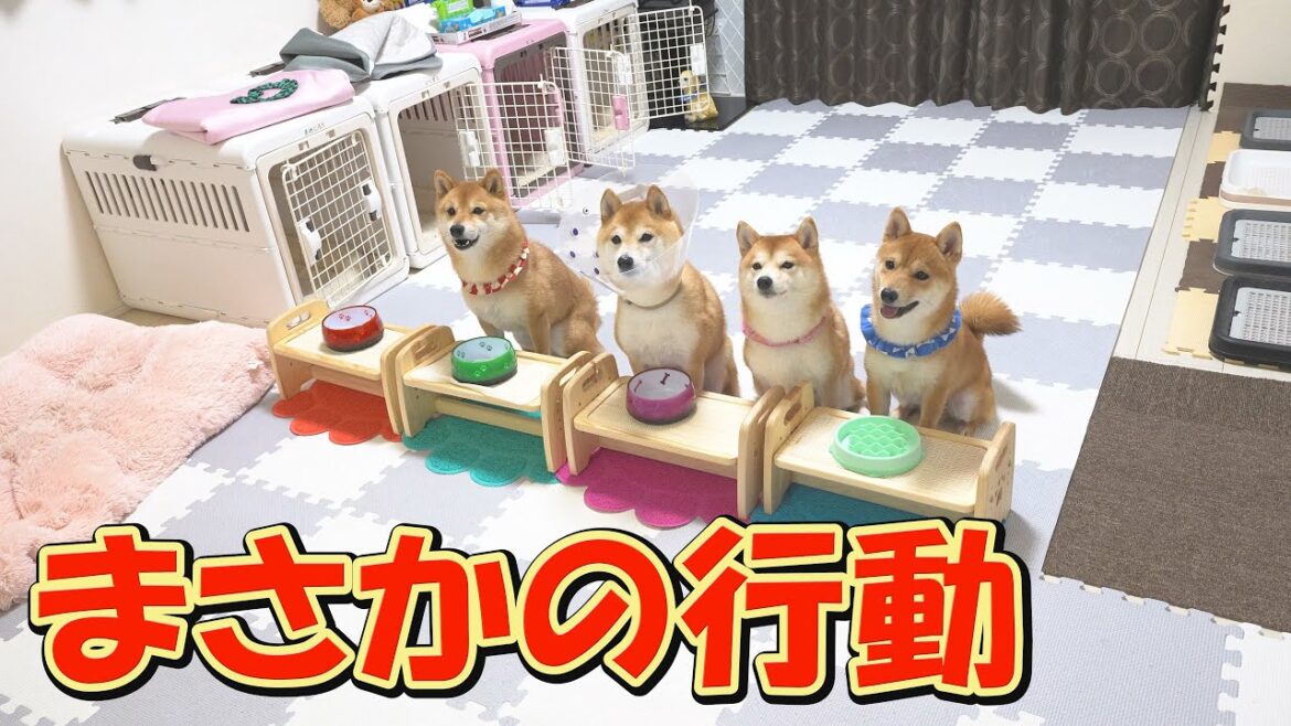 ある言葉を言うと、子犬が可愛い行動をとるようになりました♥