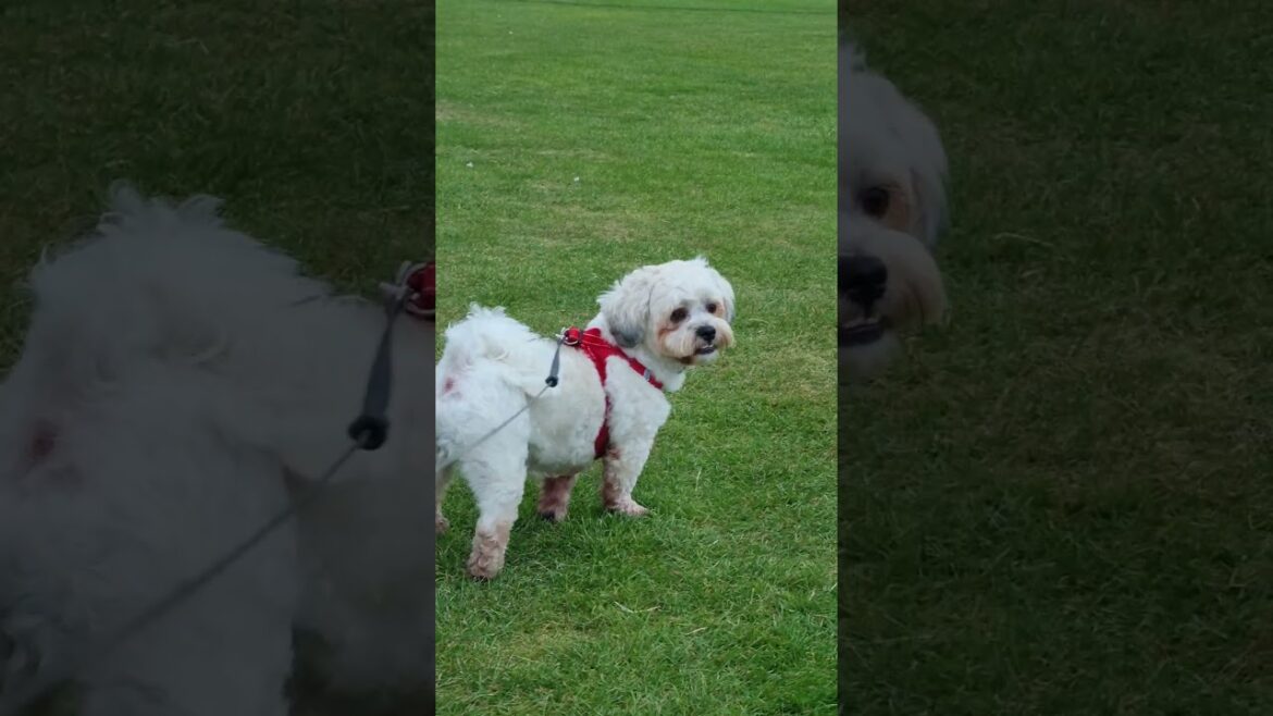 Milo wants to see the sunshine after the rain ๐ง ๐ Milo wants to see the sunshine after the rain ๐ง ๐