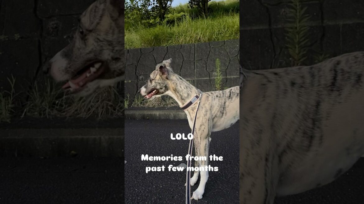 ここ数ヶ月のロロとの思い出#shorts #whippet #子犬のいる生活 #犬
