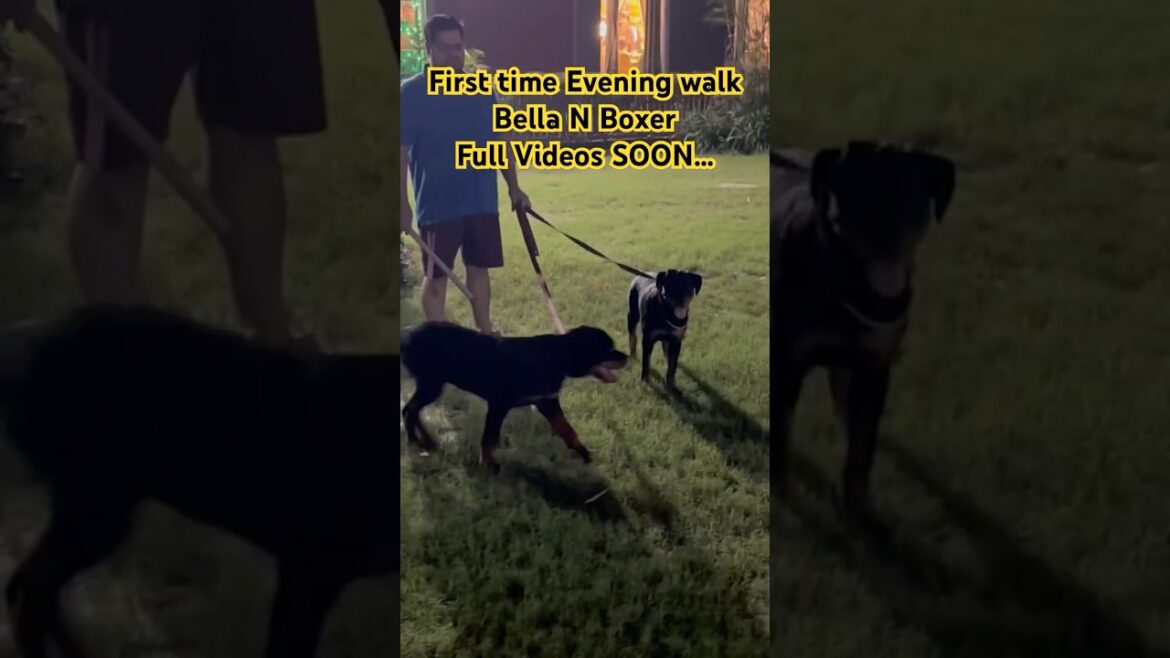 Papa's Evening Walk with Bella N Boxer #shorts  #guarddog #rottweiler #doglover #pets #ytshorts
