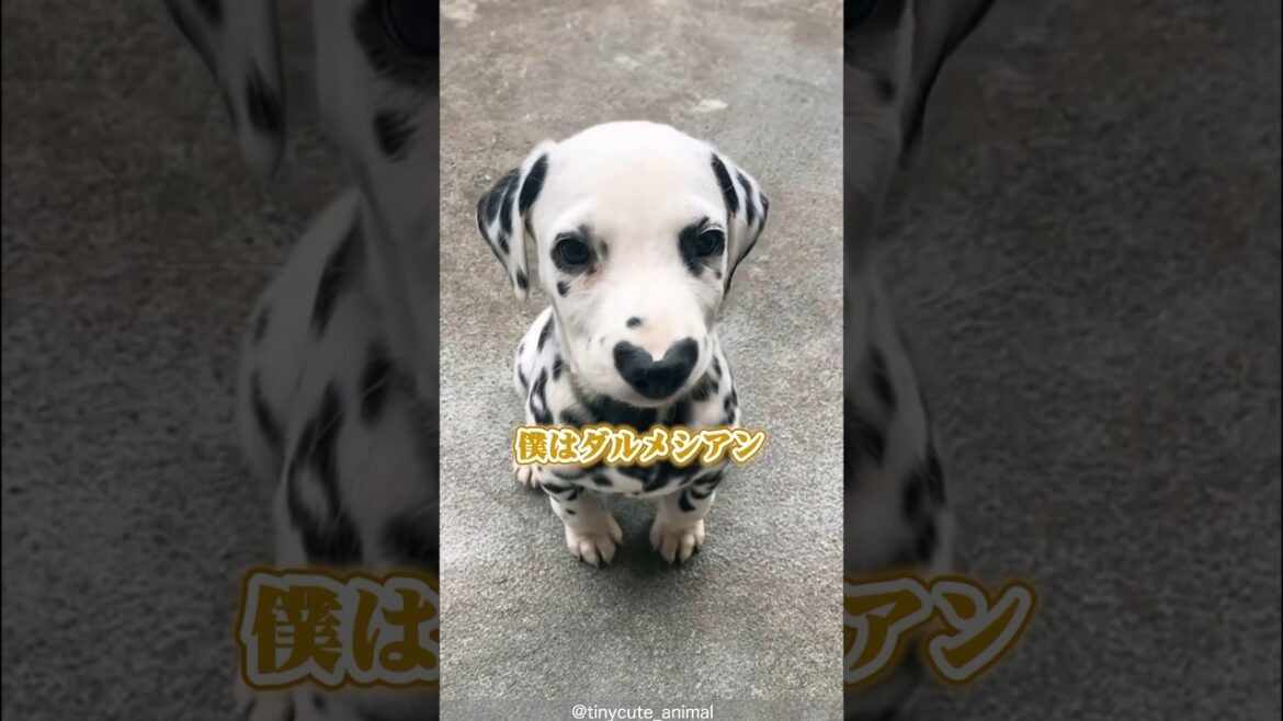【ダルメシアン】映画のおしゃれ犬としても活躍！並外れた元気のダルメシアンライフ！#shorts