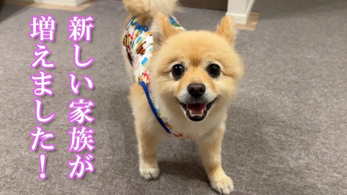 【ご報告】新しい家族が増えました！