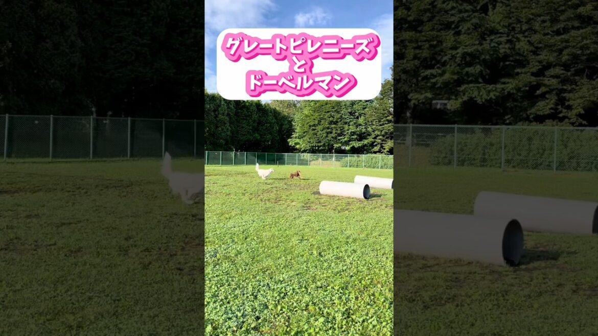 【グレートピレニーズ】生後12ヵ月　　　　　#グレートピレニーズ#ドーベルマン#ドッグラン