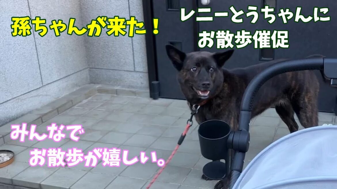 みんなでお散歩が嬉しい愛犬‐　甲斐犬いち