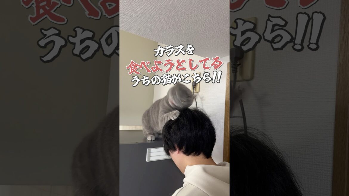 #cat #猫 #ねこ #ブリティッシュショートヘア #猫動画 #可愛い猫