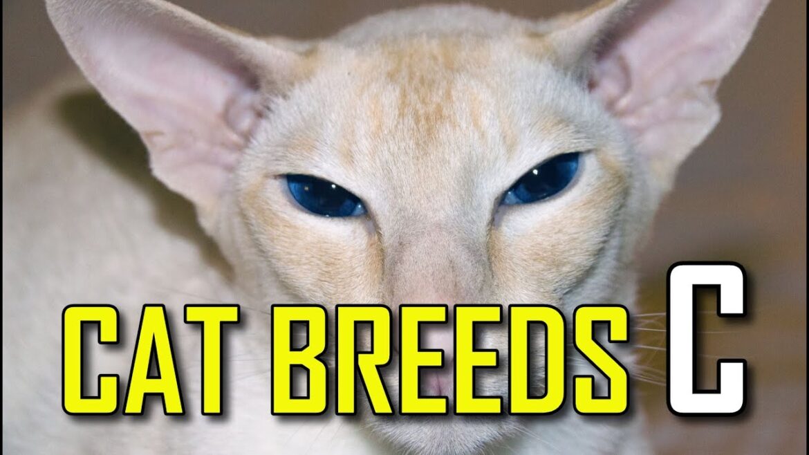 CAT BREEDS - List of cat breeds that start with C