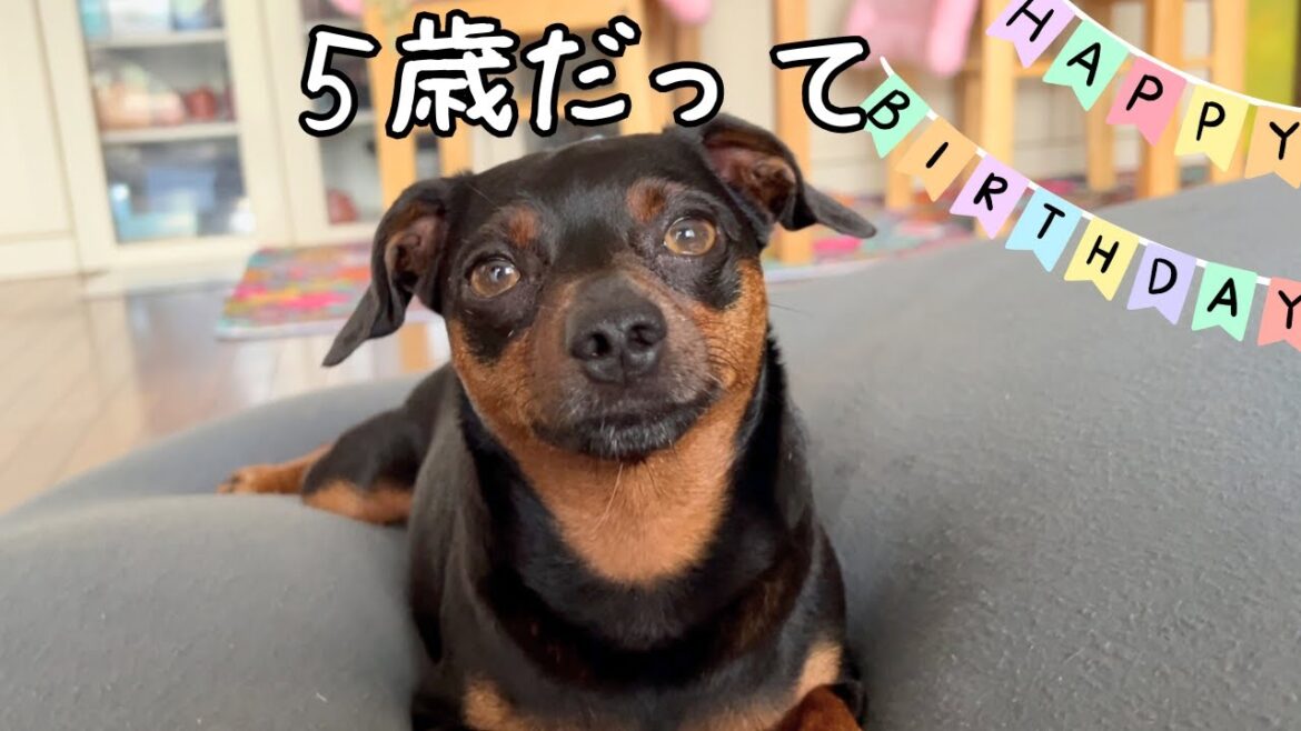 ジロ５歳になりました【ミニピン】【イタグレ】