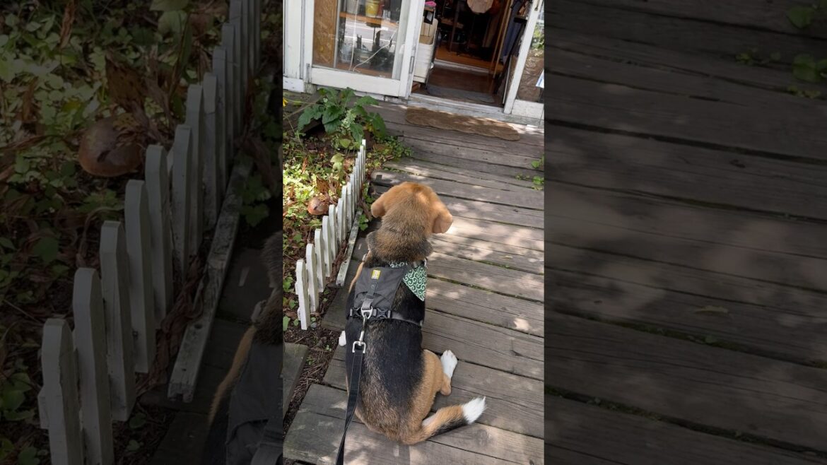 軽井沢でウィンドウショッピングするビーグルさん#dog #ビーグル #camp