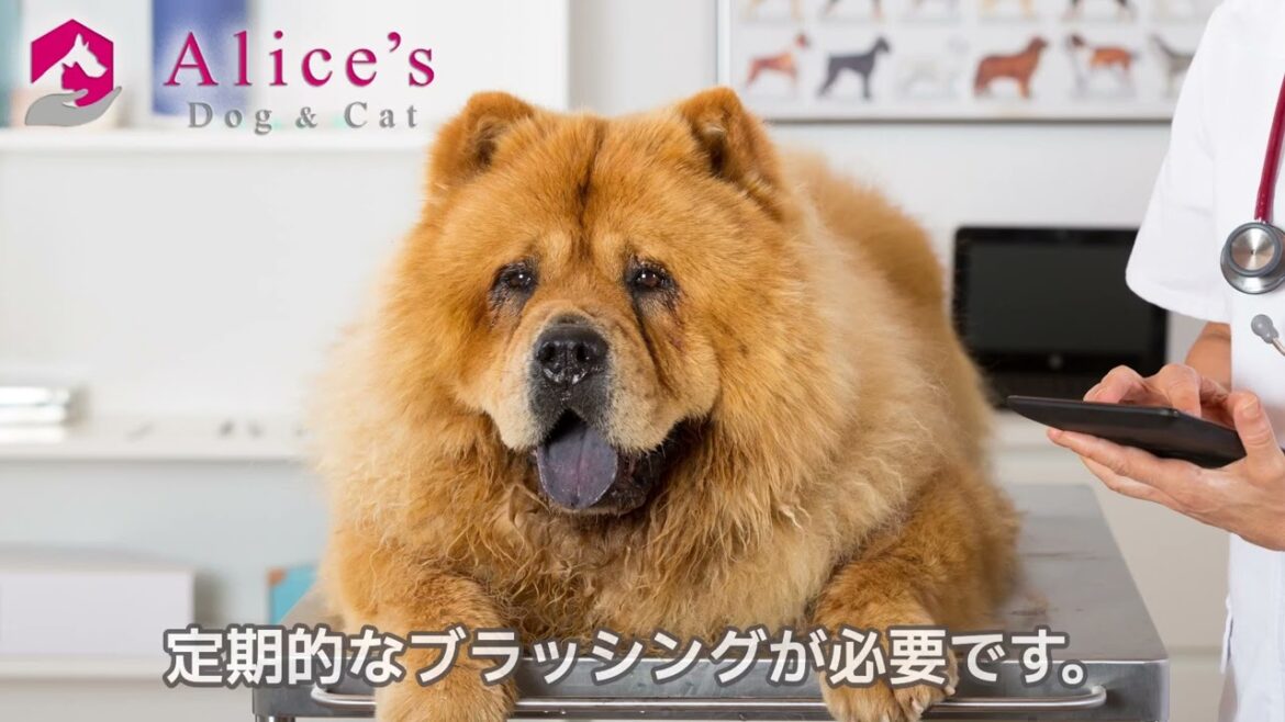 犬種百科図鑑 - チャウチャウの魅力と飼う時の注意点【犬との暮らし】【Alice's Dog & Cat】#チャウチャウ #ペット用品