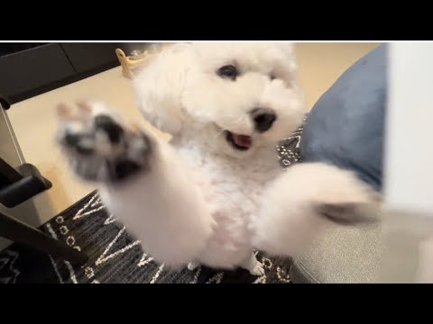 【初対面】愛犬の友達候補に初めて会ってみた 【初対面】愛犬の友達候補に初めて会ってみた