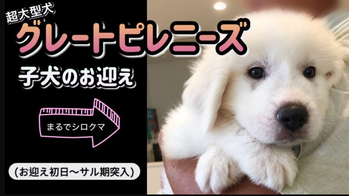 【超大型犬グレートピレニーズの子犬をお迎え】