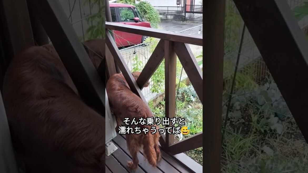 あめふり #ペット #dog #犬のいる暮らし #大型犬 #irish #irishsetter #アイリッシュセッター