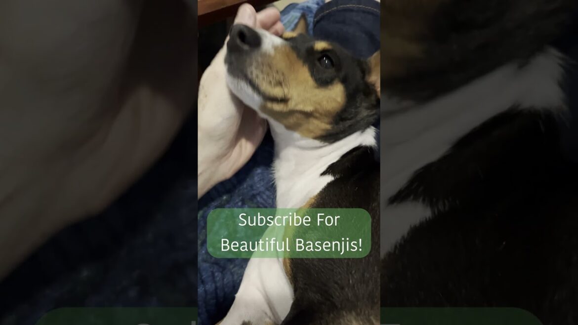 Tangled Tails: A Comedic Basenji Convo #basenji #barklessdog #barkless  #dog #funny #humor